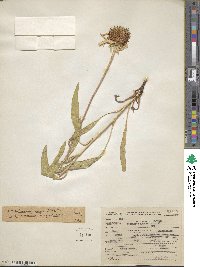 Echinacea angustifolia image