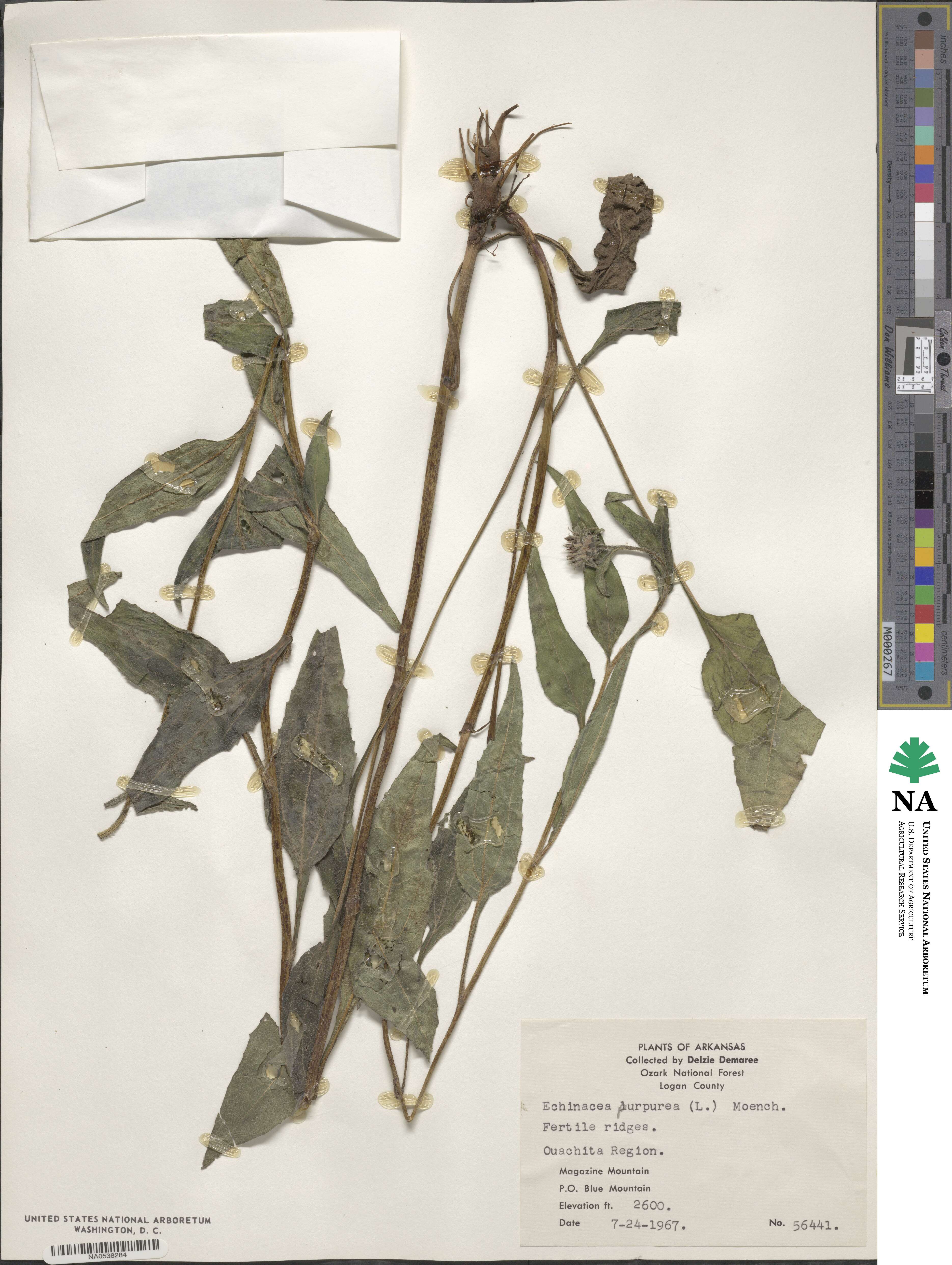 Echinacea purpurea image