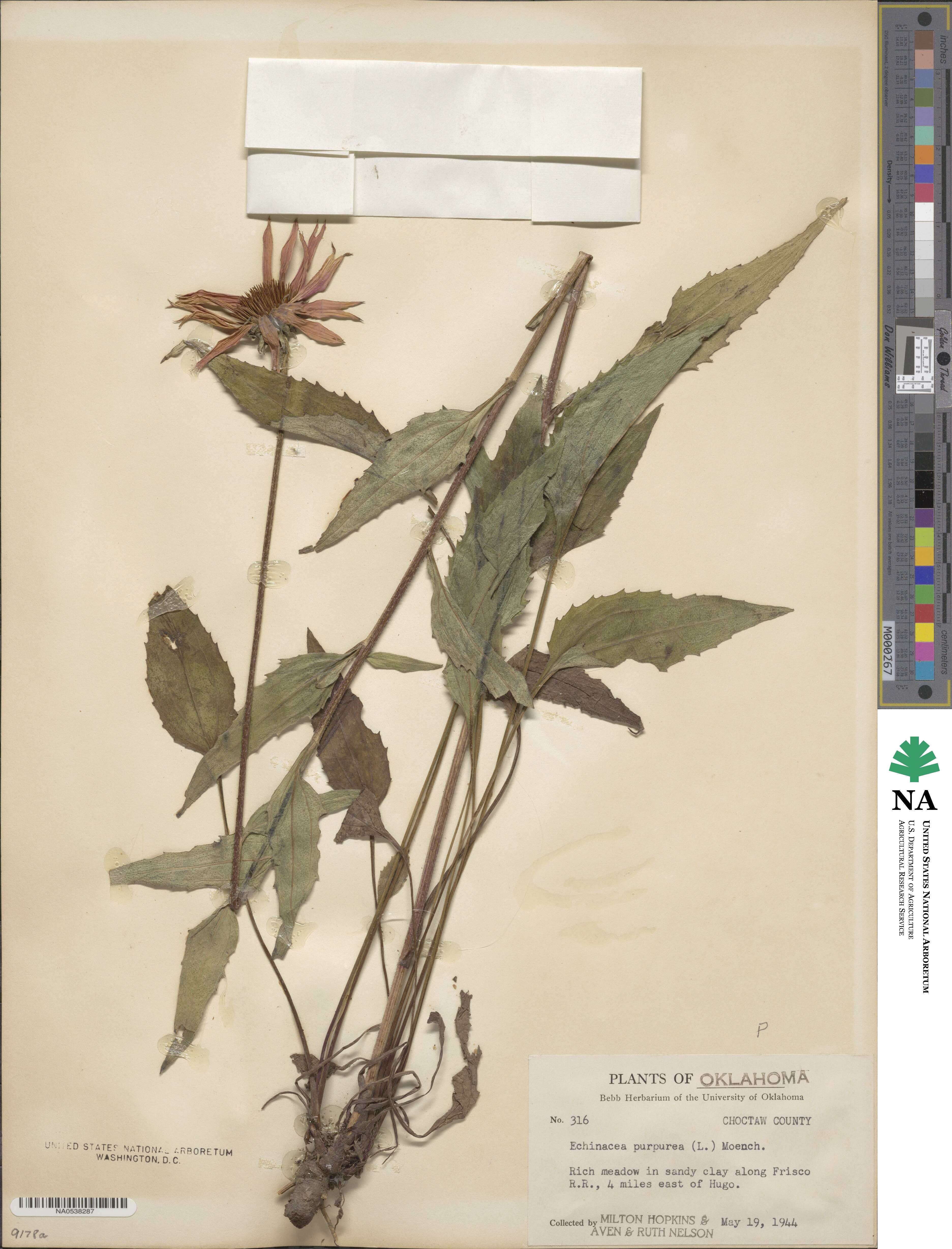 Echinacea purpurea image