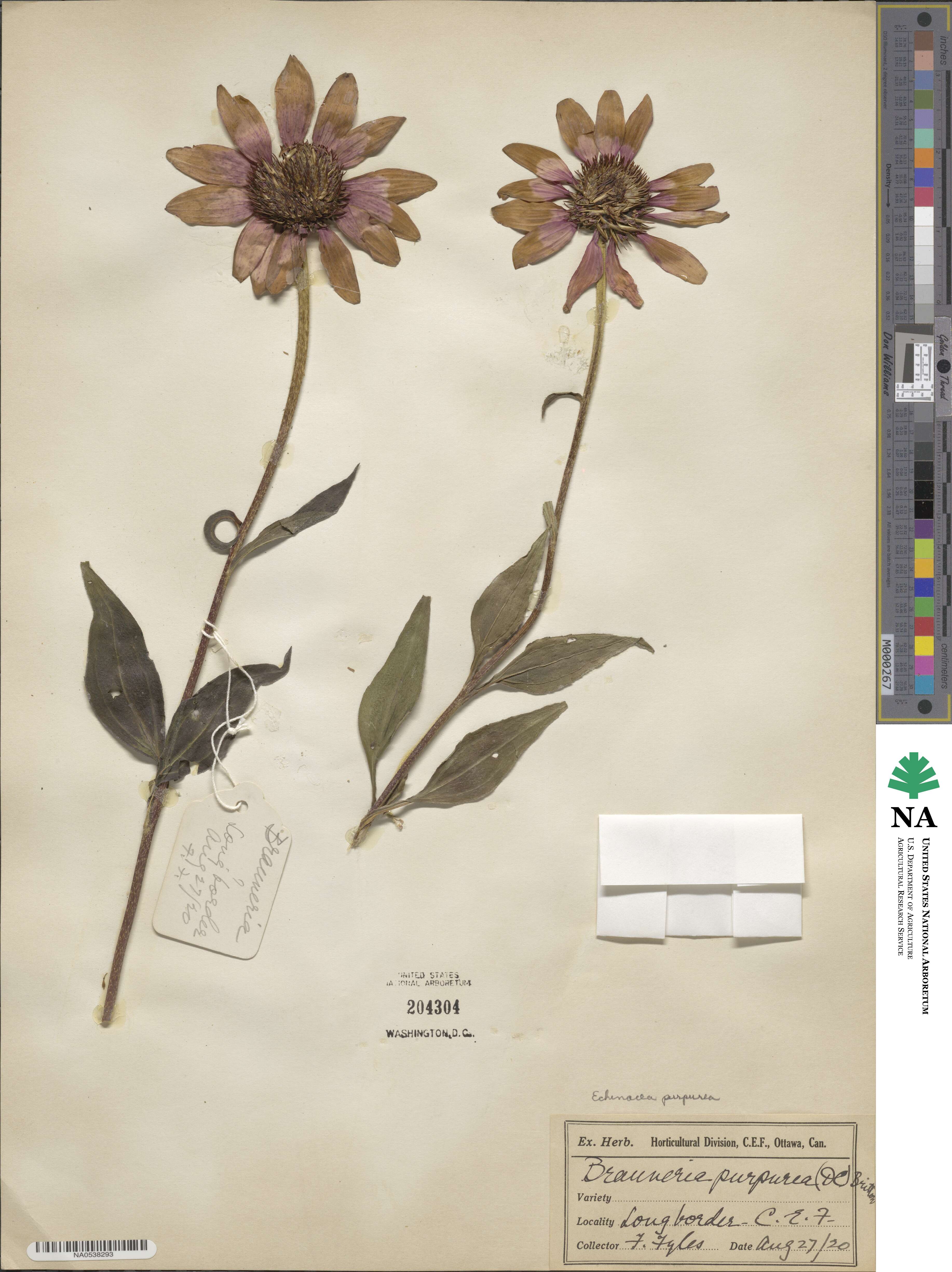 Echinacea purpurea image