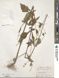 Siegesbeckia pubescens image