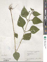 Siegesbeckia orientalis image