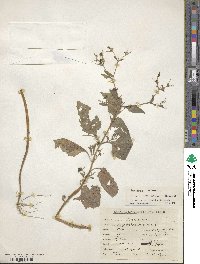 Siegesbeckia orientalis image