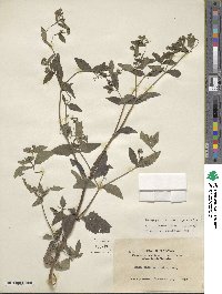 Siegesbeckia orientalis image