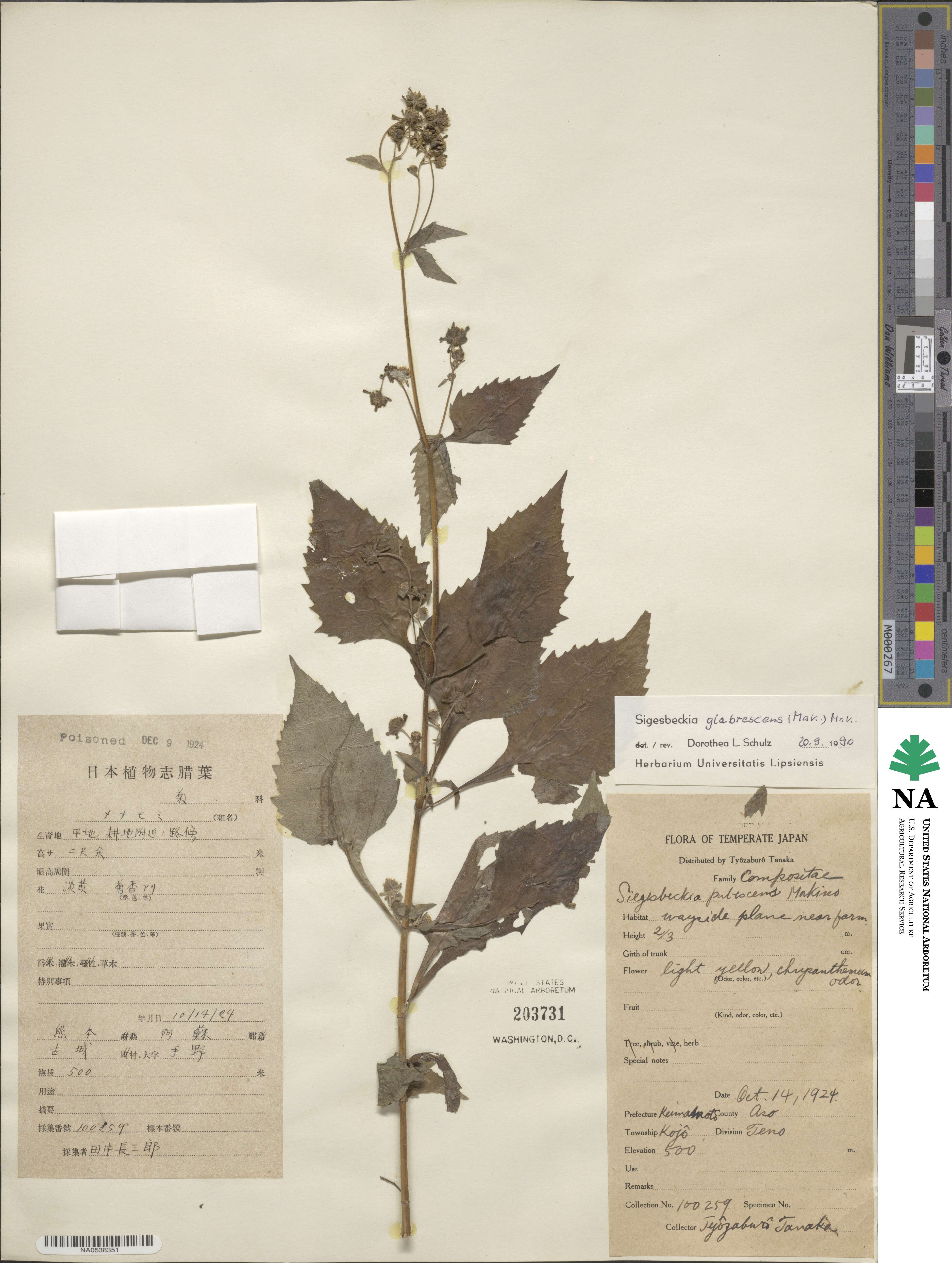 Sigesbeckia glabrescens image