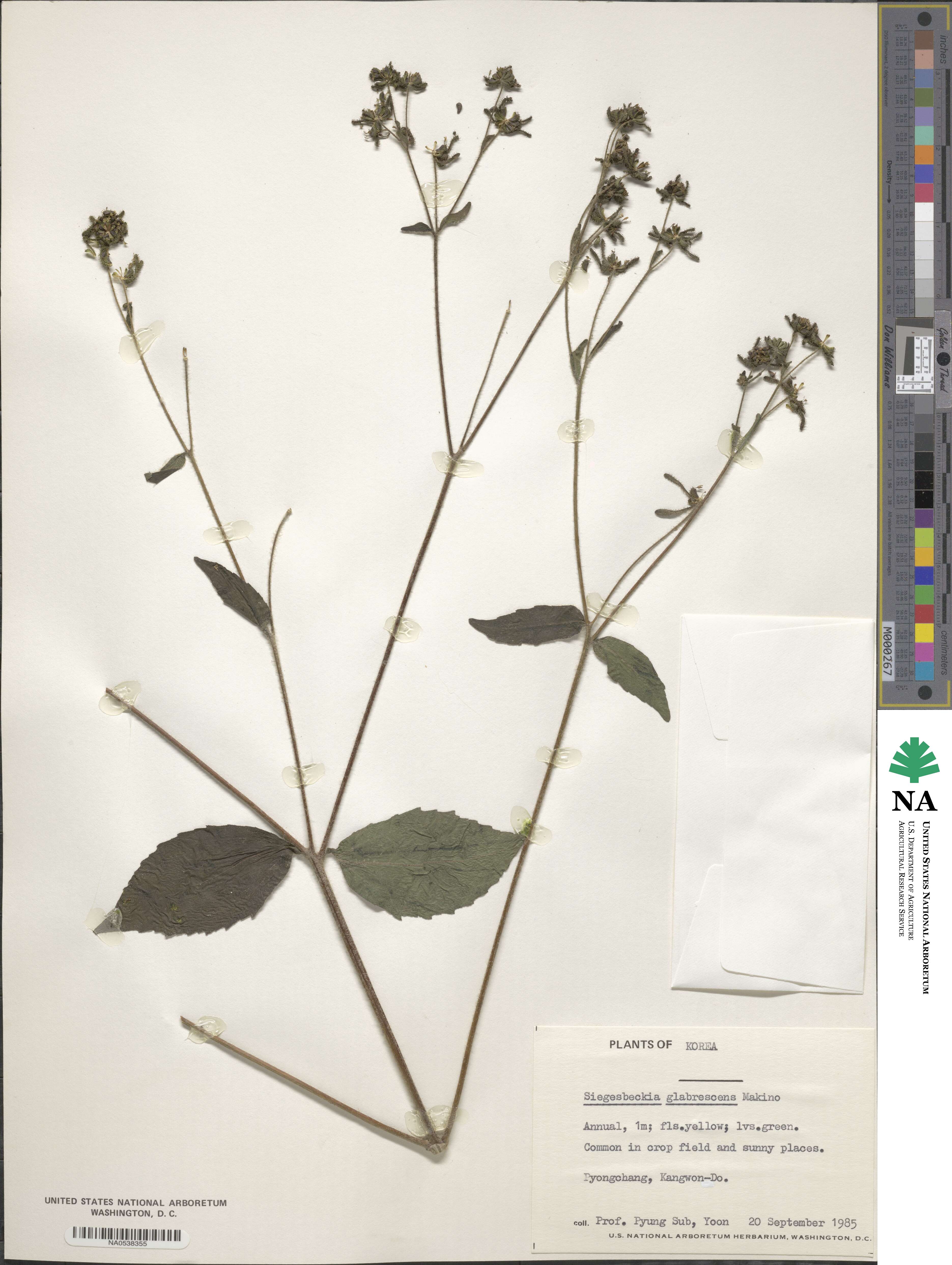 Sigesbeckia image