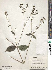 Sigesbeckia glabrescens image