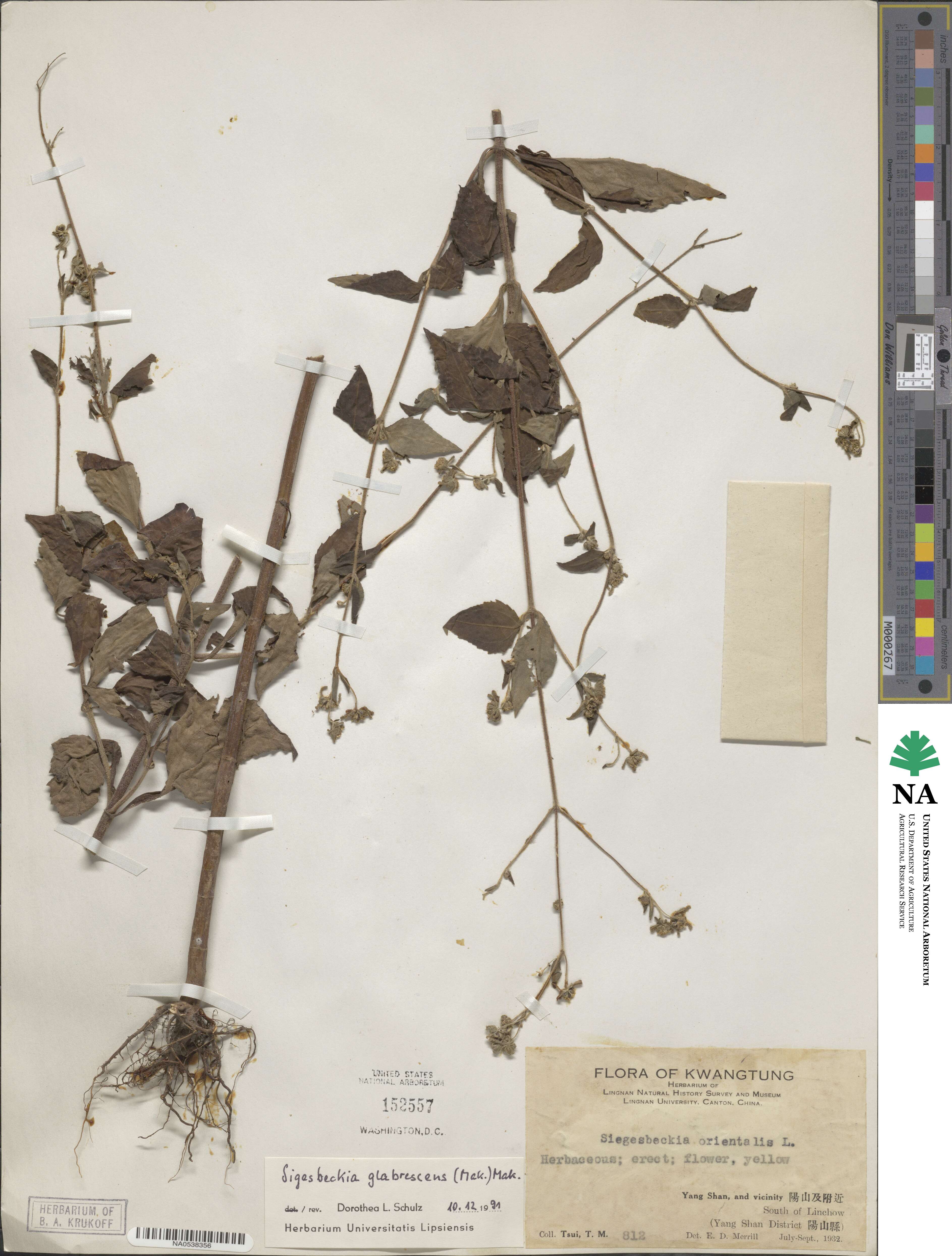 Sigesbeckia glabrescens image