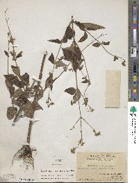 Sigesbeckia glabrescens image