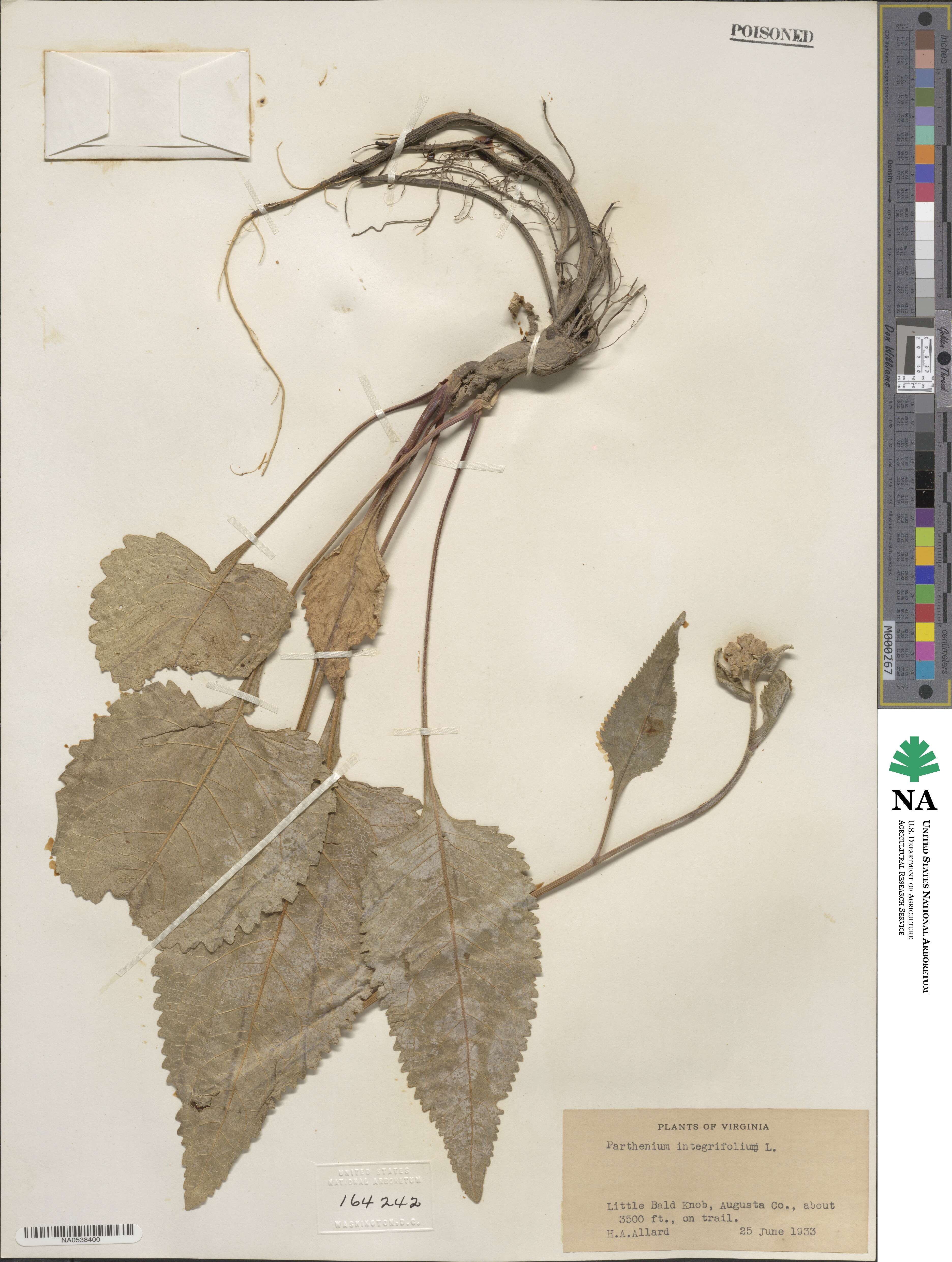 Parthenium integrifolium image