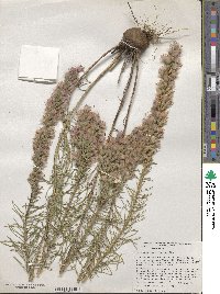 Liatris punctata var. mucronata image