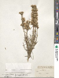 Liatris punctata image