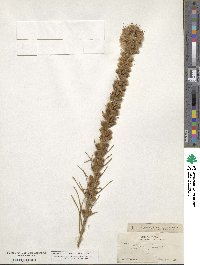 Liatris punctata image