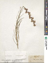 Liatris punctata image