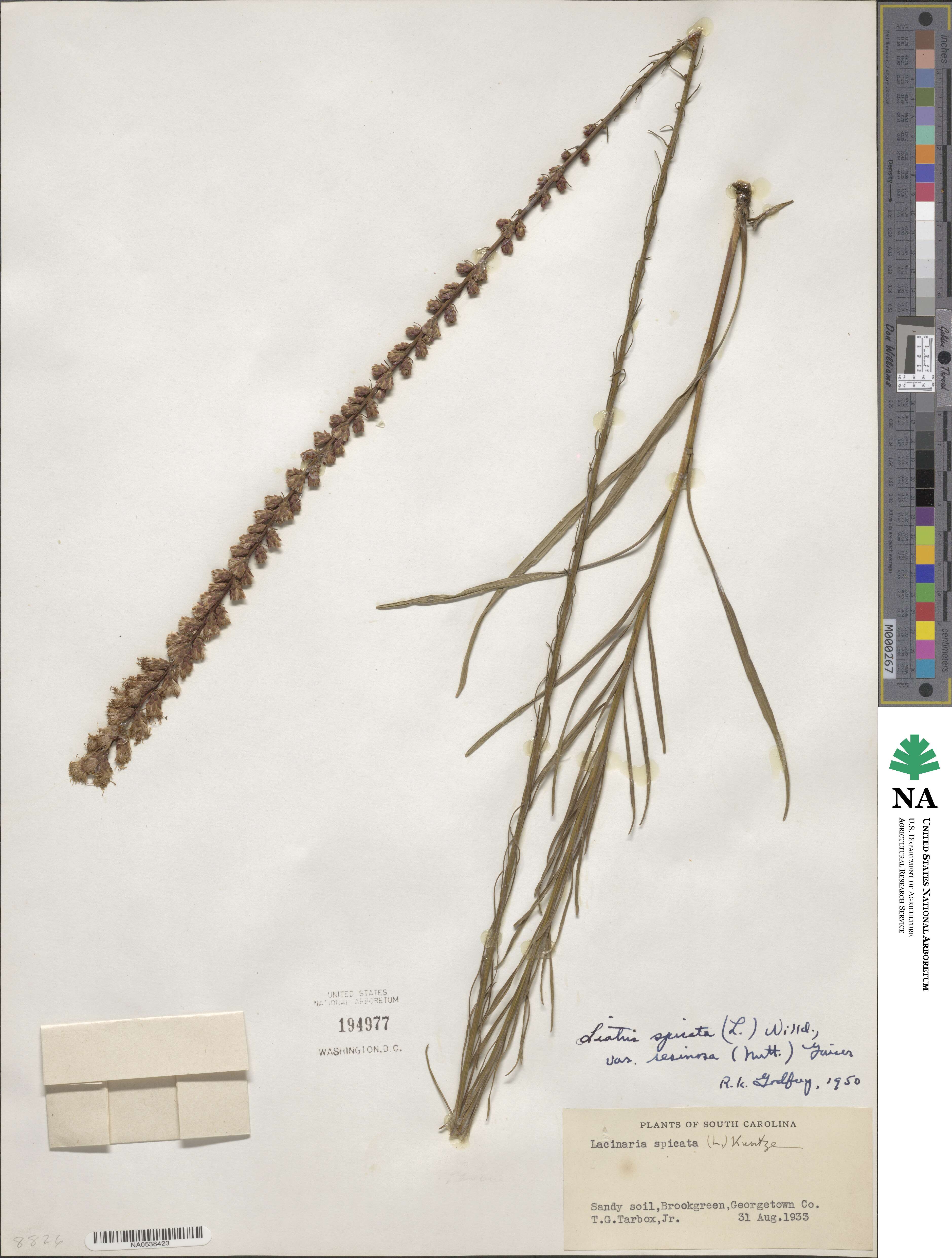 Liatris spicata image