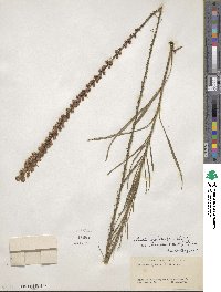 Liatris spicata image