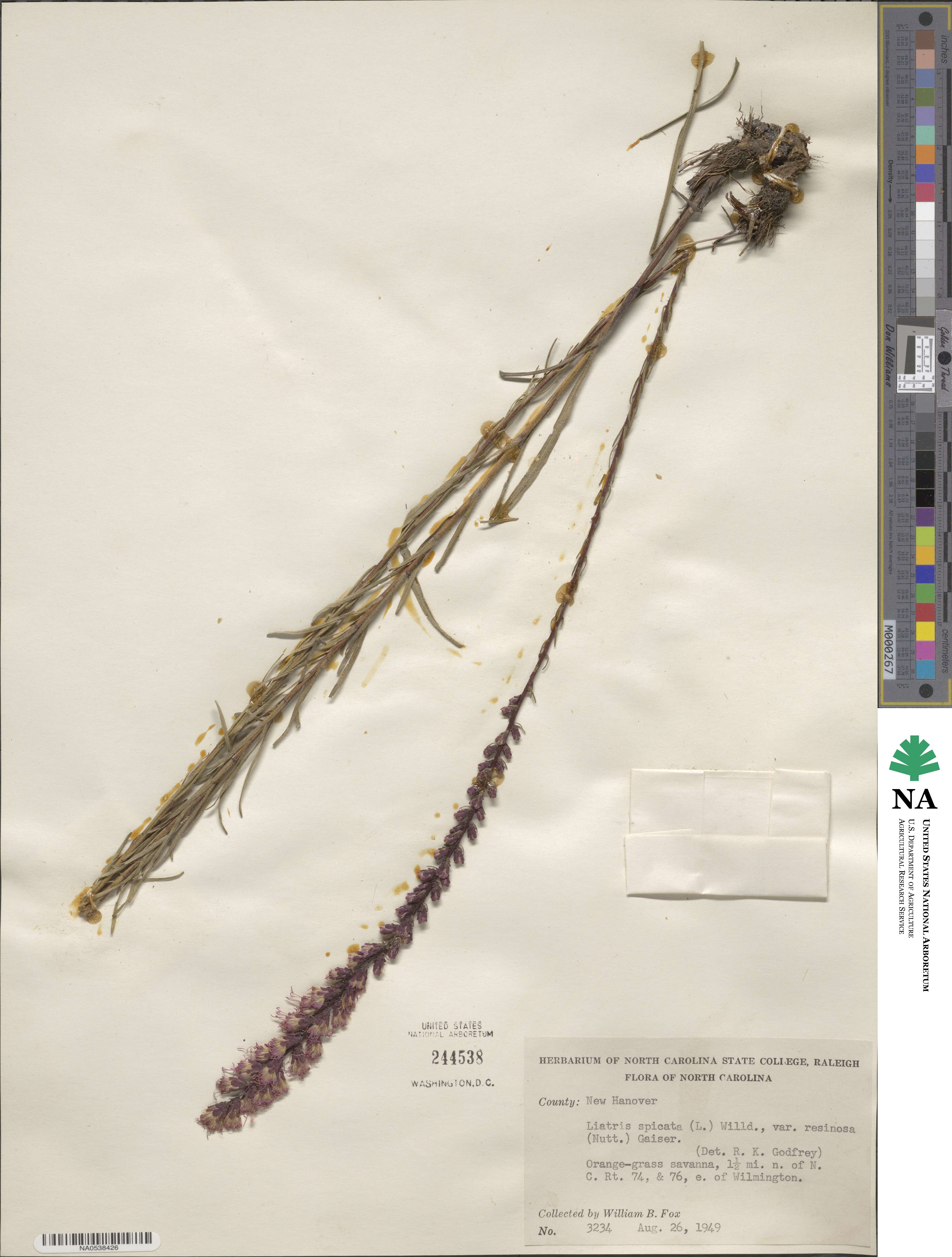Liatris spicata var. resinosa image