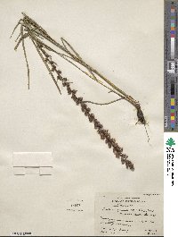 Liatris spicata image