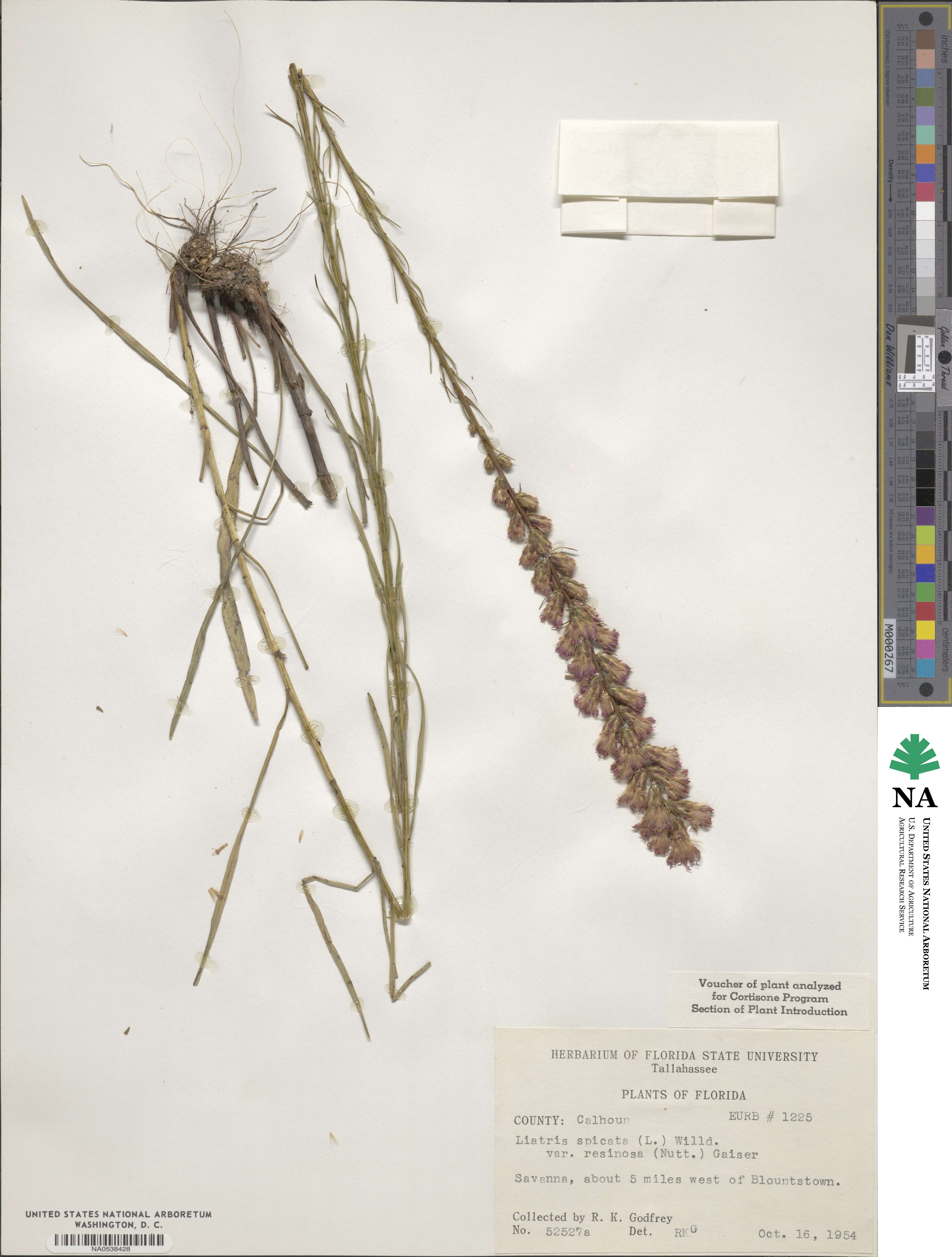 Liatris spicata var. resinosa image