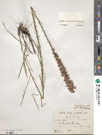 Liatris spicata image