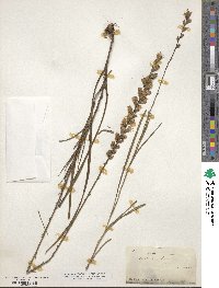 Liatris spicata image