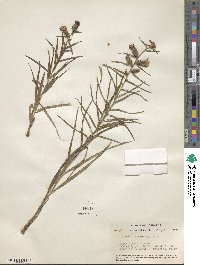 Liatris squarrosa image