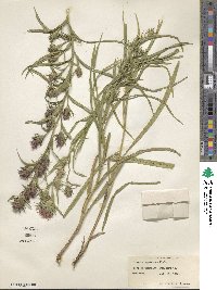 Liatris squarrosa image