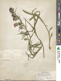 Liatris squarrosa image