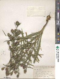 Liatris squarrosa image