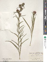 Liatris squarrosa image