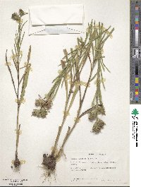 Liatris squarrosa image