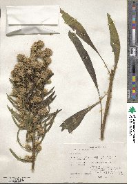 Liatris squarrosa image