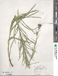 Liatris squarrosa image