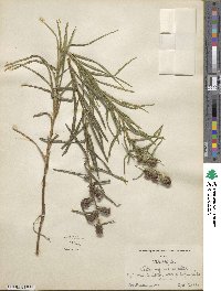 Liatris squarrosa image