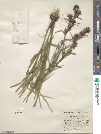 Liatris squarrosa image