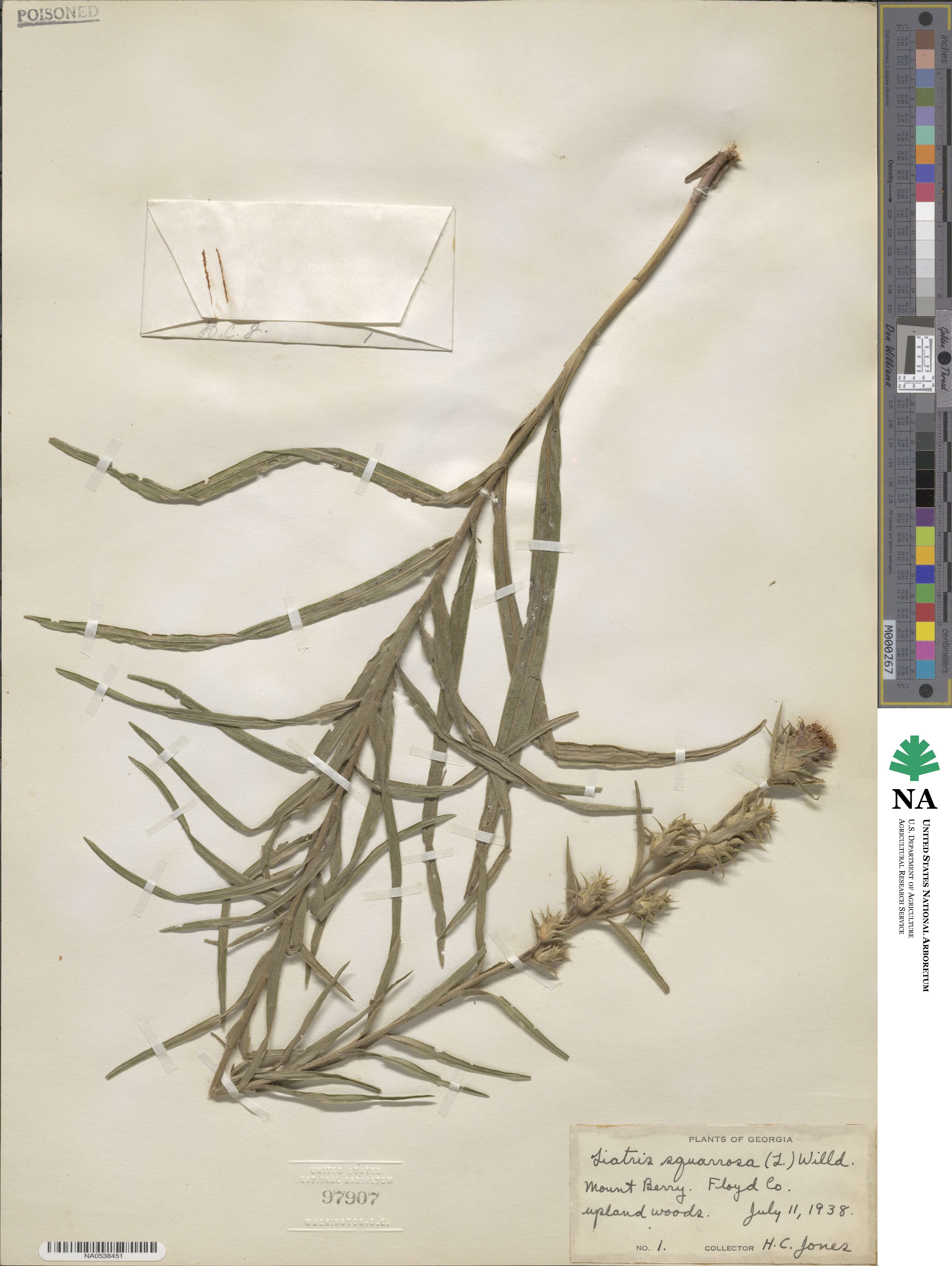 Liatris squarrosa image