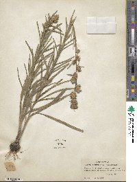 Liatris squarrosa image