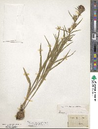 Liatris squarrosa image