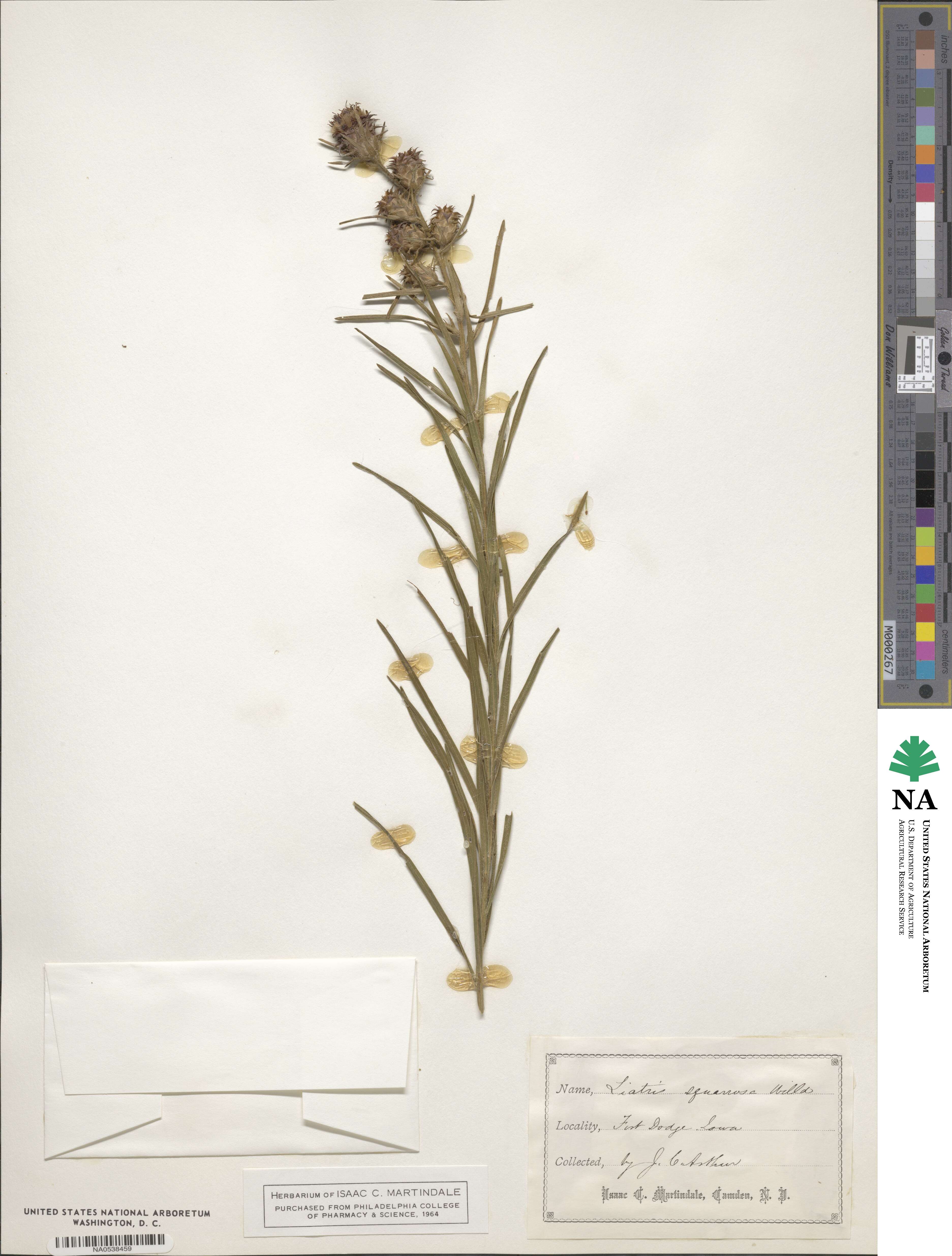 Liatris squarrosa image
