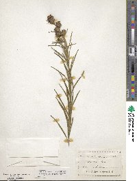 Liatris squarrosa image