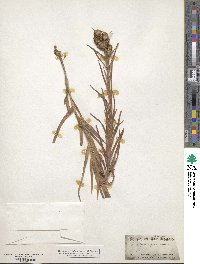 Liatris squarrosa image