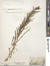 Liatris squarrosa image