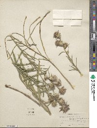 Liatris squarrosa image