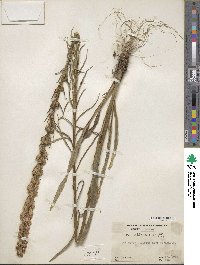 Liatris spicata image