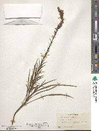 Liatris spicata image