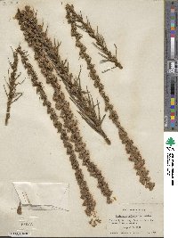 Liatris spicata image