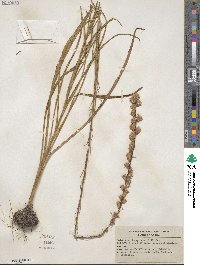 Liatris spicata image