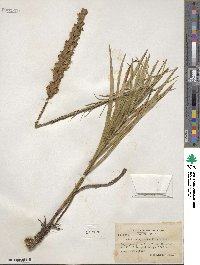 Liatris spicata image