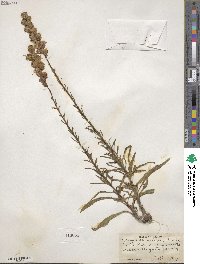 Liatris spicata image