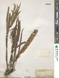 Liatris spicata image